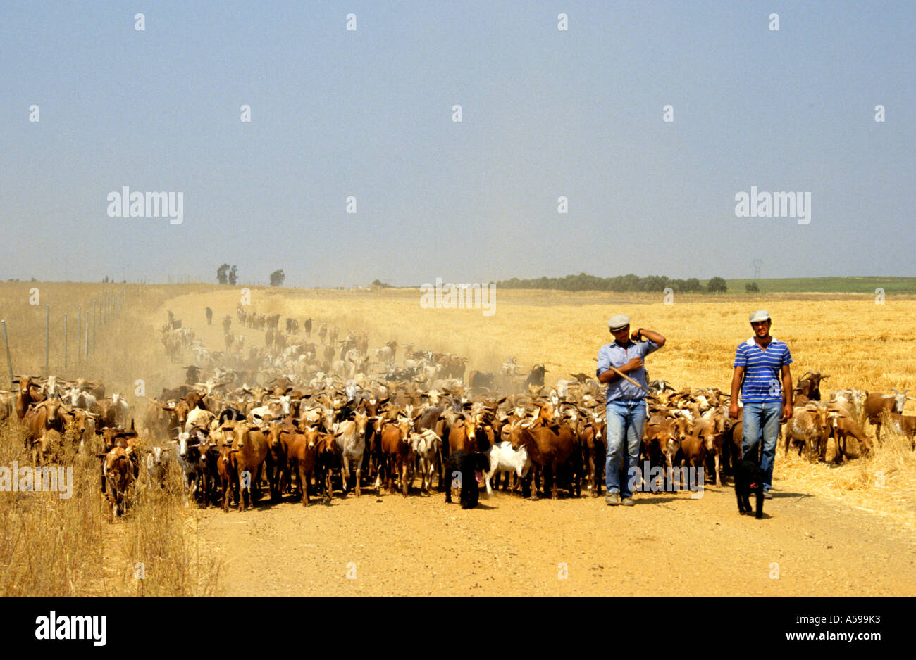 Lo spagnolo Pastore pastore Spagna allevamento del pastore sheepdog cane Andalusia Foto Stock