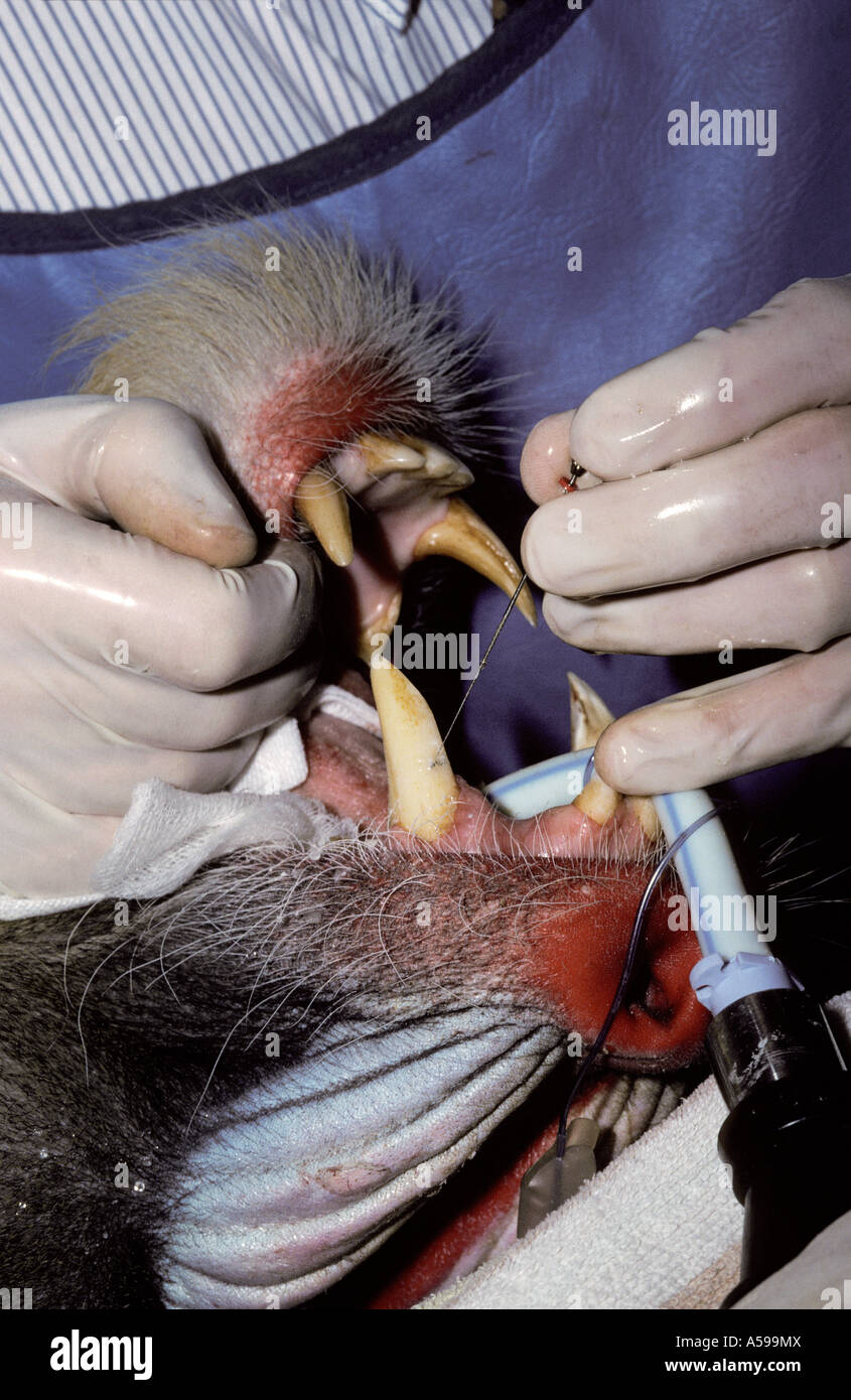Un dentista di check-up e pulite per il Sharp denti canini di un mandrino anestetizzati. Foto Stock