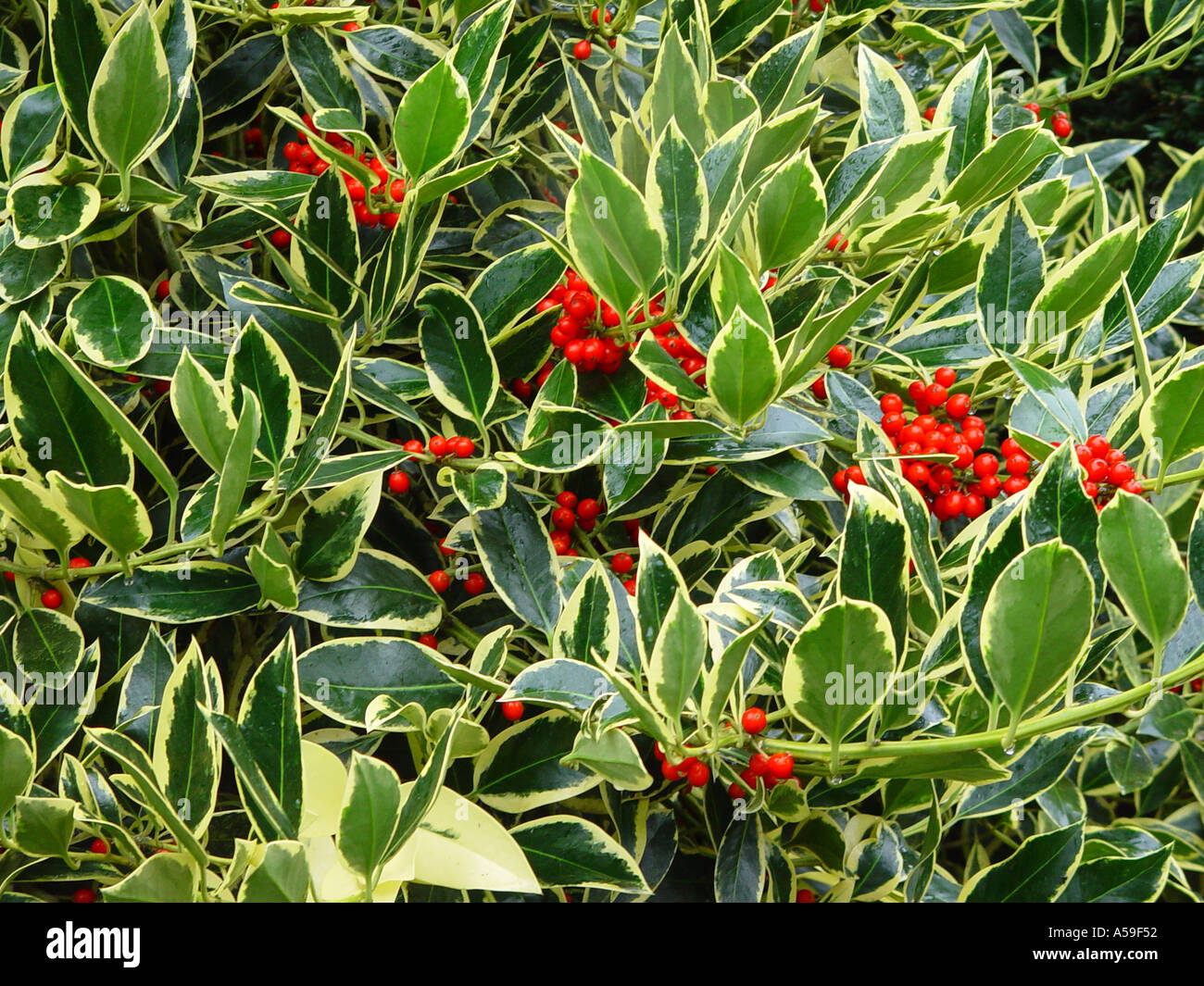 Ilex altarclarensis Belgica Aurea Foto Stock