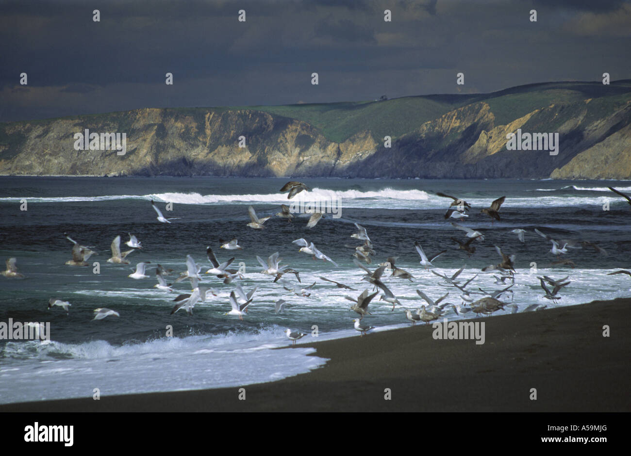 Point Reyes National Seashore, California Foto Stock