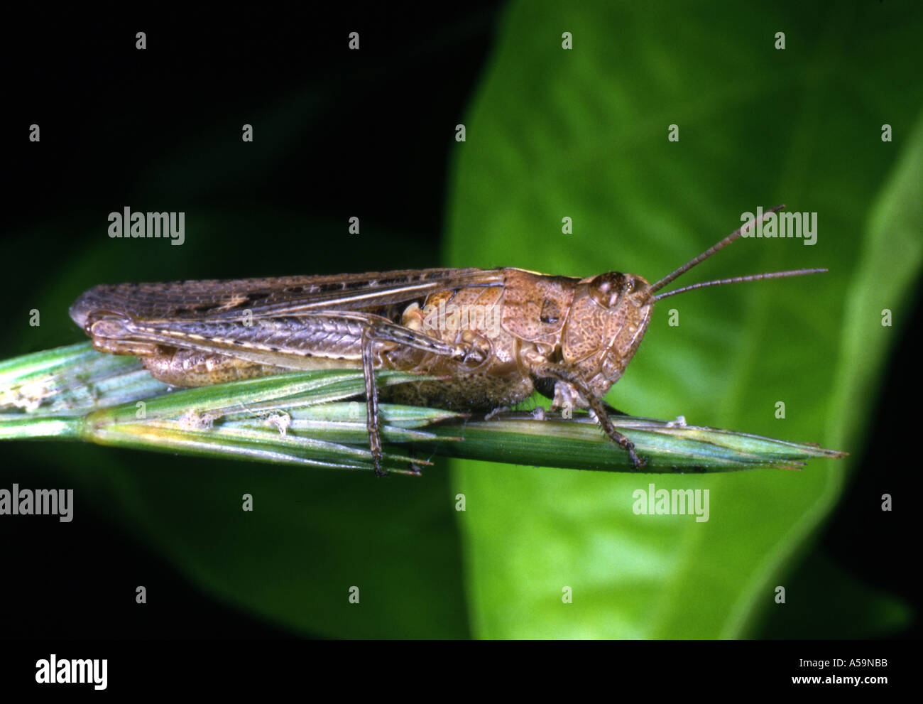 Comune Cavalletta verde sull'erba Omocestus viridulus Foto Stock