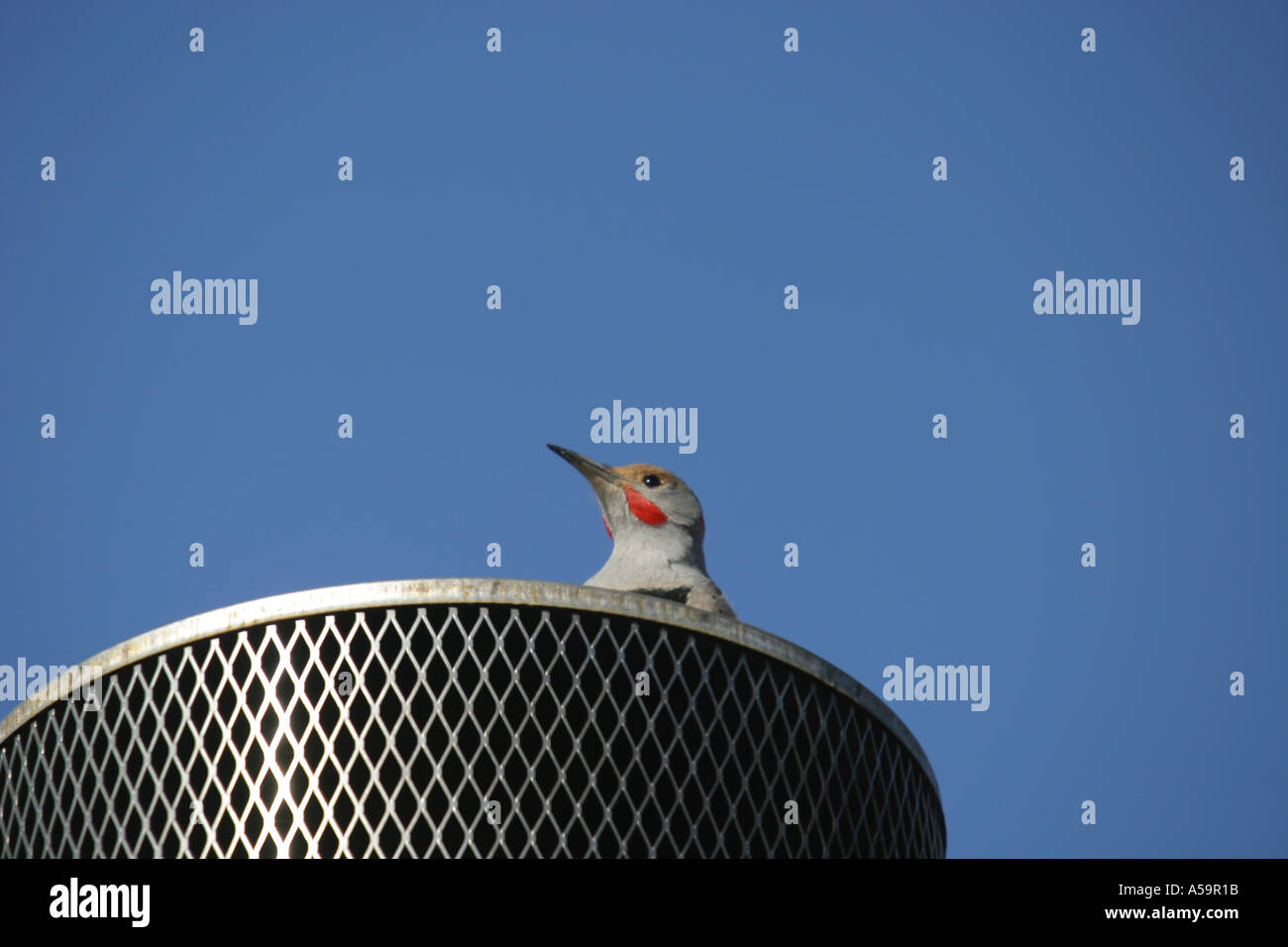 Gli uccelli del Nord America Settentrionale, Flicker colaptes auratus Foto Stock