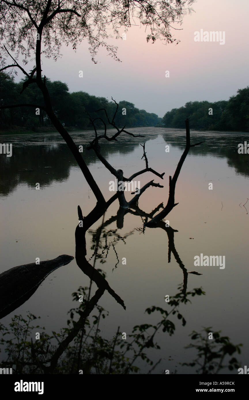 Riflessi irregolari in un tranquillo santuario degli uccelli noti come Bharatpur in India. Foto Stock