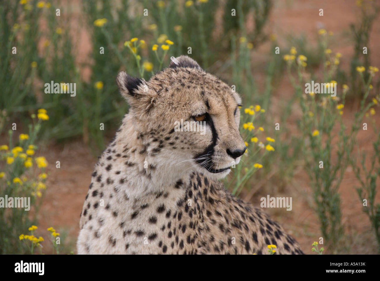 Cheetah, semi-wild, testa e spalle, Namibia settentrionale Foto Stock