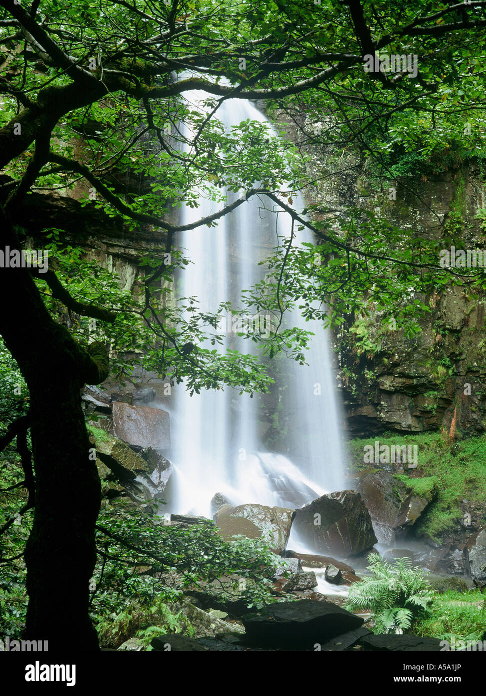Cascata a Melin Court cade nella valle sottostante. Circondata da boschi di querce sovrastanti, questa è una delle più belle cascate del Galles Foto Stock