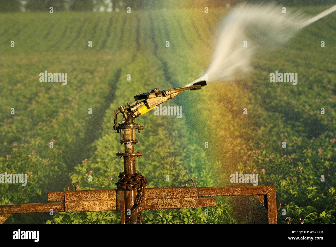 Acqua di irrigazione spruzzato sul raccolto di patate e rainbow formando in spray Foto Stock