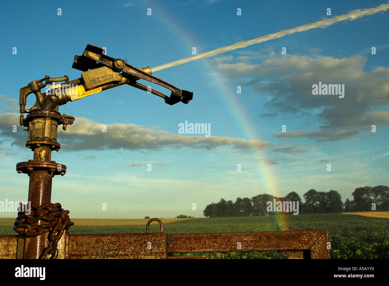 Acqua di irrigazione spruzzato sul raccolto di patate e rainbow formando in spray Foto Stock