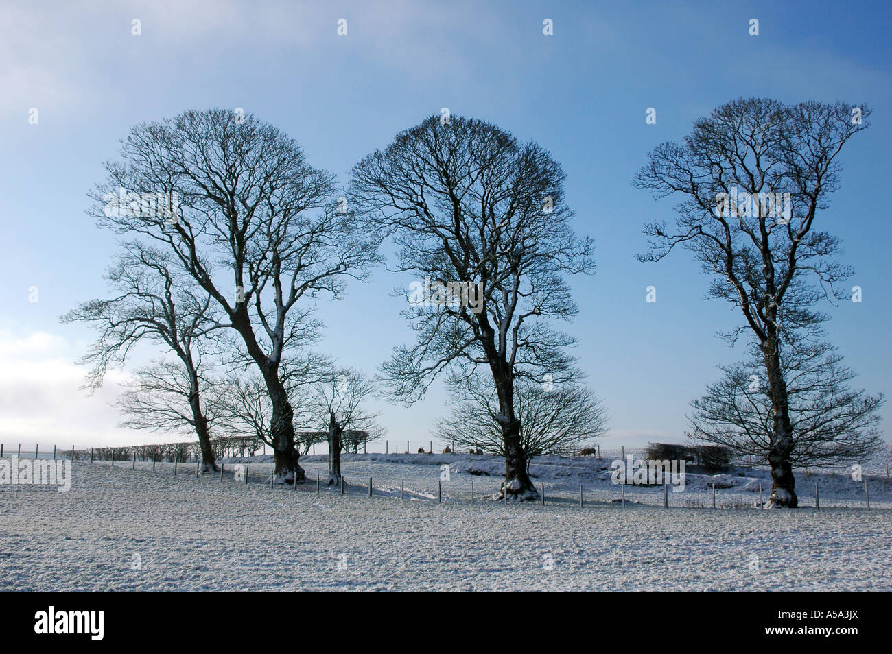 Inglese olmo (Ulmus procera) alberi nella neve a Gilsland Foto Stock