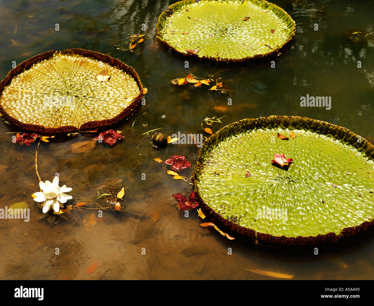 Pamplemousses Mauritius Victoria amazonica Ninfee a Sir Seewoosagur Ramgoolam Royal Botanical Gardens Foto Stock