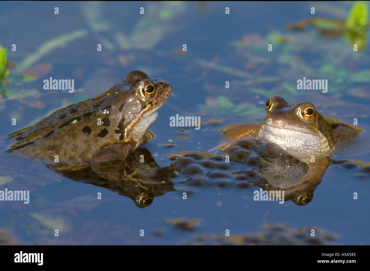 Due rane comuni con uova in un stagno Foto Stock