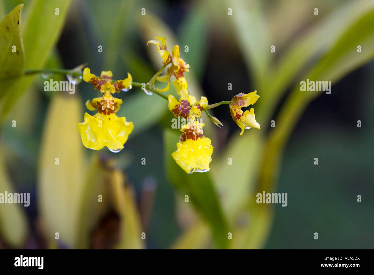 Un'orchidea a Gamboa Rainforest Resort, Repubblica di Panama, America Centrale Foto Stock