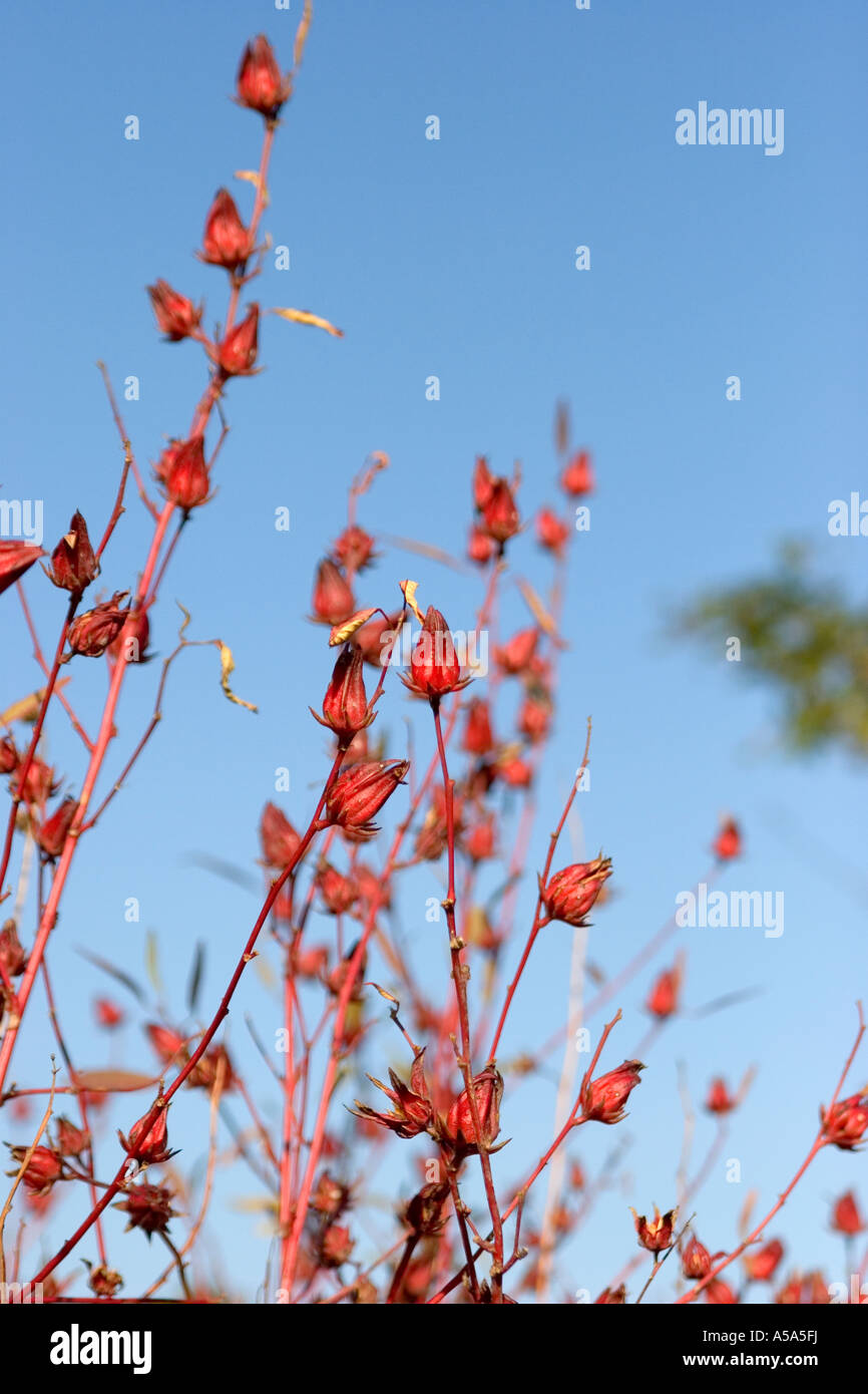 Roselle, Hibiscus sabdariffa Foto Stock