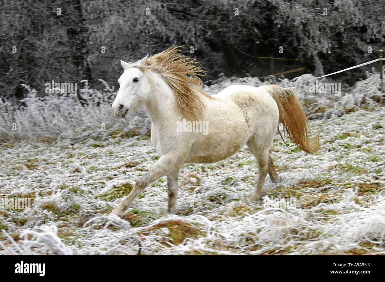 Berberpferd Barb Cavallo Foto Stock