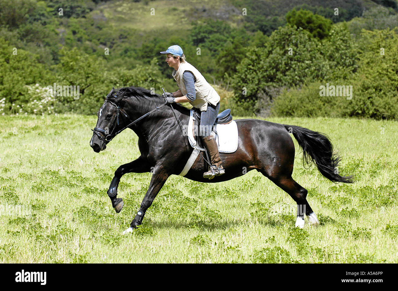Warmblooded tedesco Horse Deutsches Warmblut Foto Stock