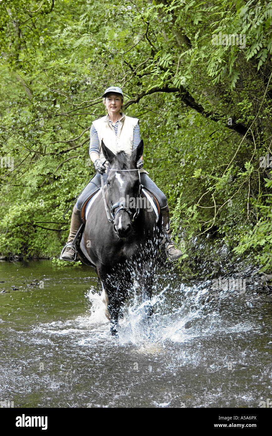 Warmblooded tedesco Horse Deutsches Warmblut Foto Stock