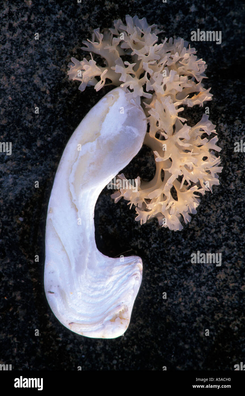 Epiphite marino con clam shell frammento, probabilmente sp. Mercinaria, MA Foto Stock