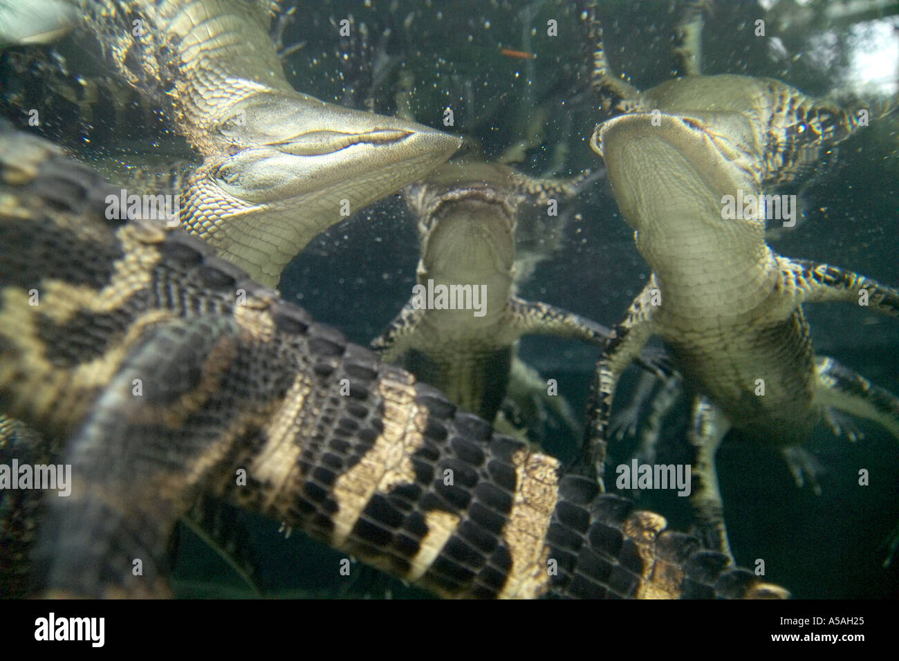 Gli alligatori flottante Florida Aquariaum Tampa FL Foto Stock