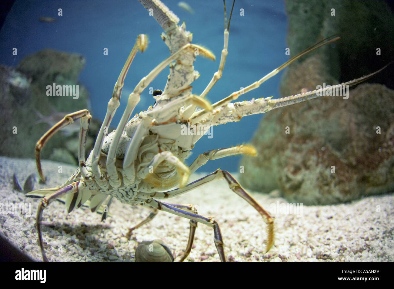 Spiney Lobster Florida Florida Aquariaum Tampa FL Foto Stock