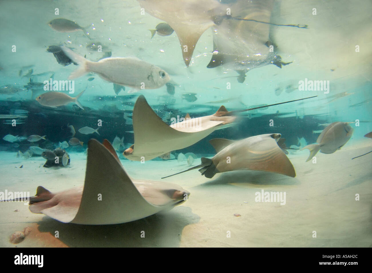 Florida Aquarium Tampa FL Foto Stock