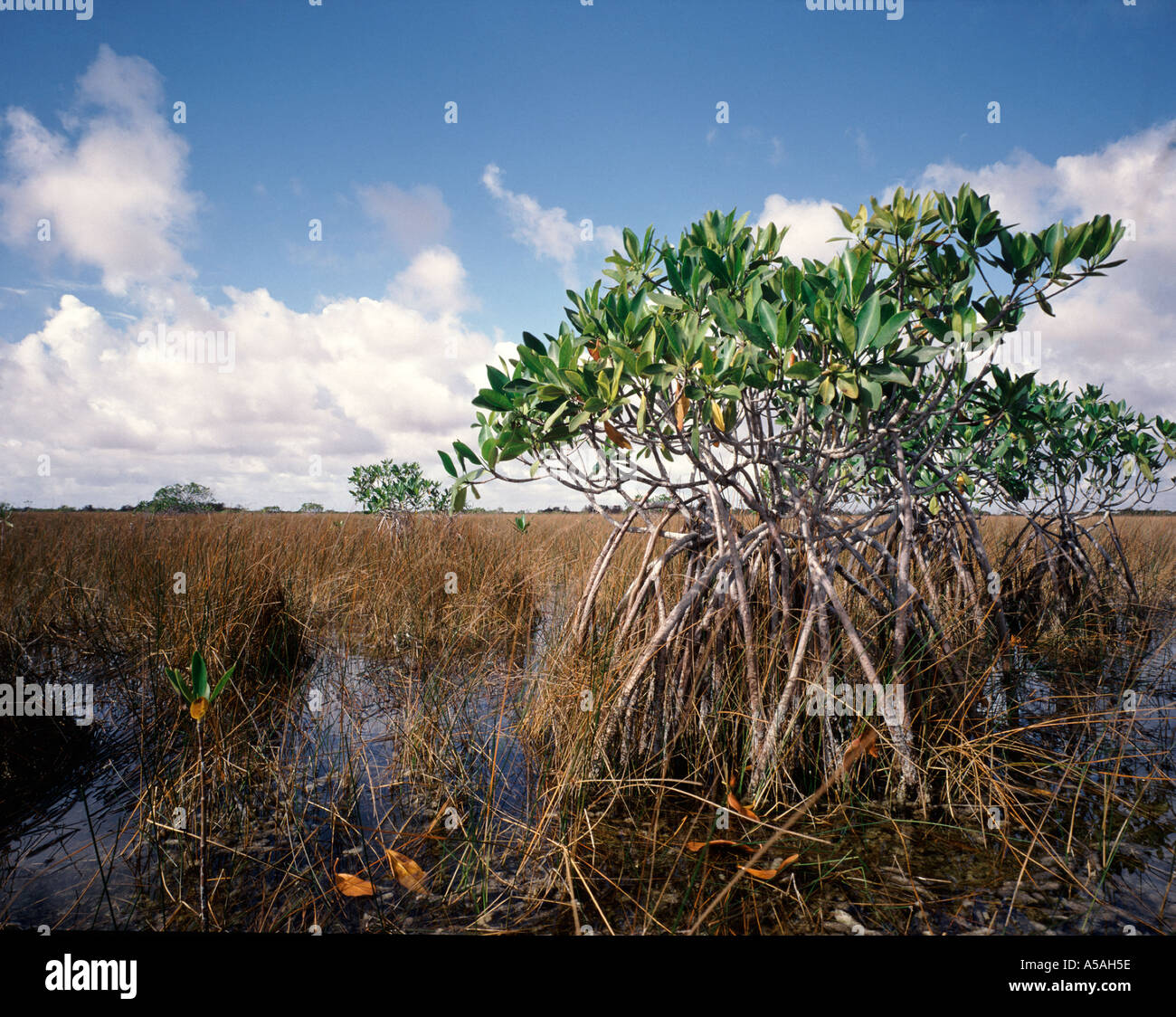 Mangrove Everglades National Park FL Foto Stock