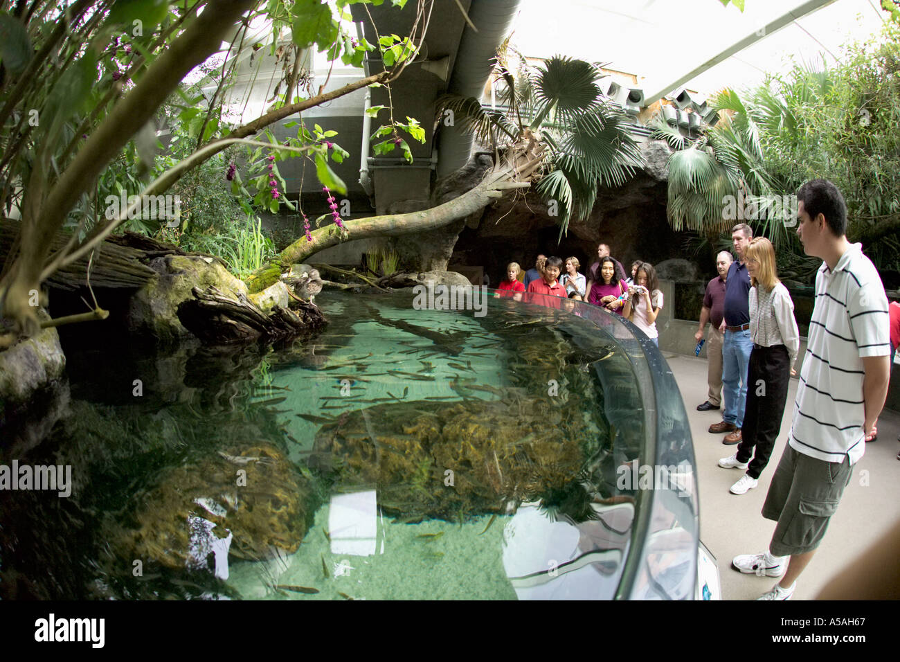Florida Aquariaum Tampa FL Foto Stock