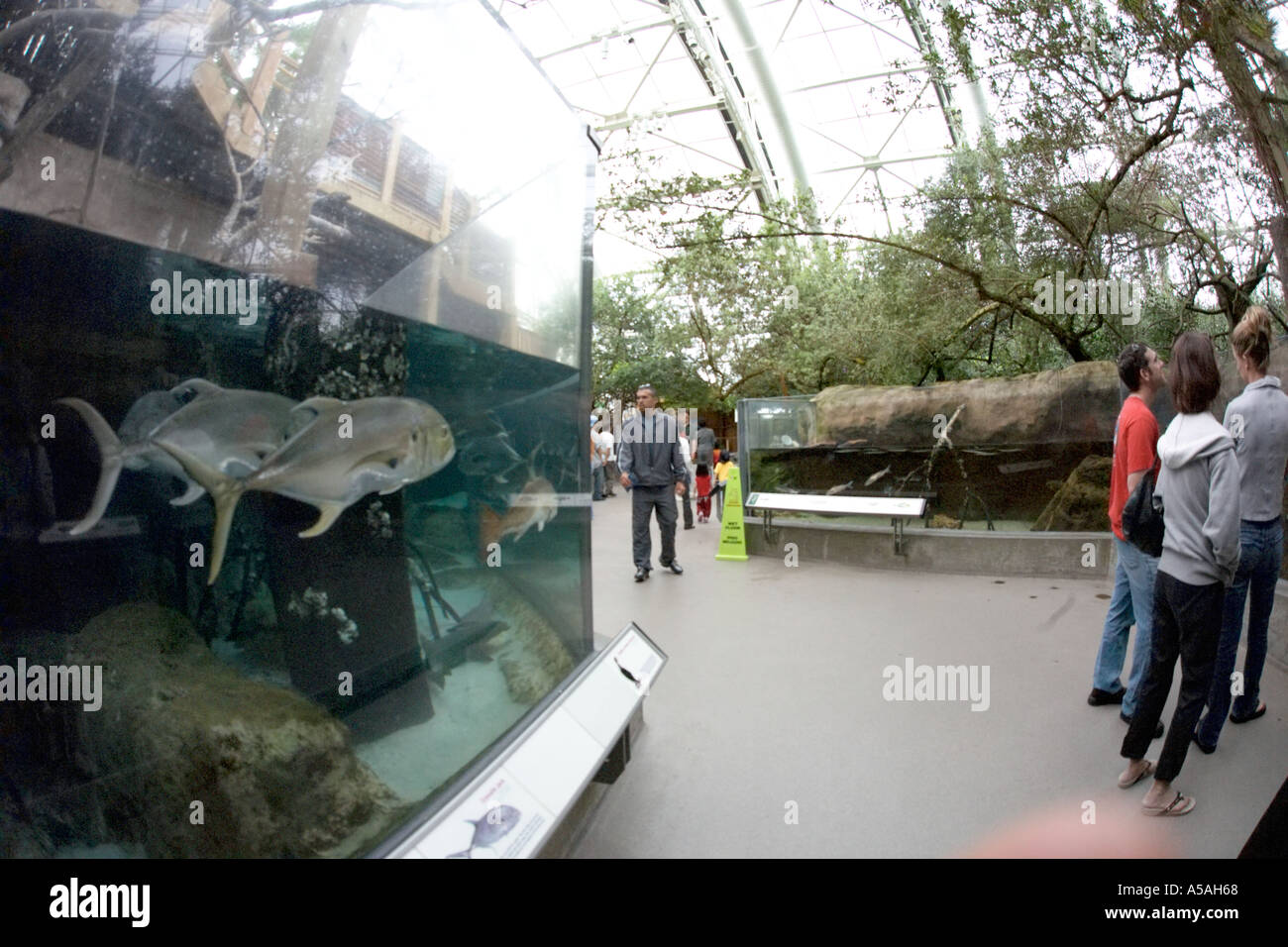 Florida Aquarium Tampa FL Foto Stock