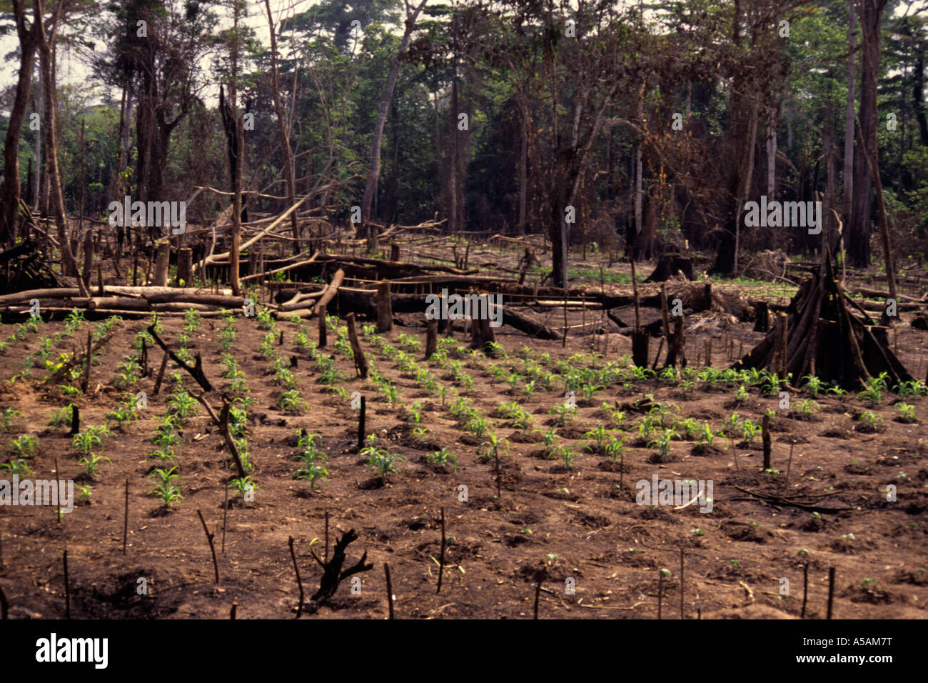 Costa d'Avorio, Costa d'Avorio, vicino a Guiglo. Slash e metodo di masterizzazione, coltivando un campo. Foto Stock