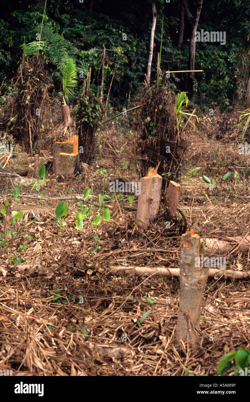 La parte occidentale della Costa d Avorio, Costa d'Avorio. La deforestazione per l'agricoltura, tradizionale Slash e metodo di masterizzazione Foto Stock