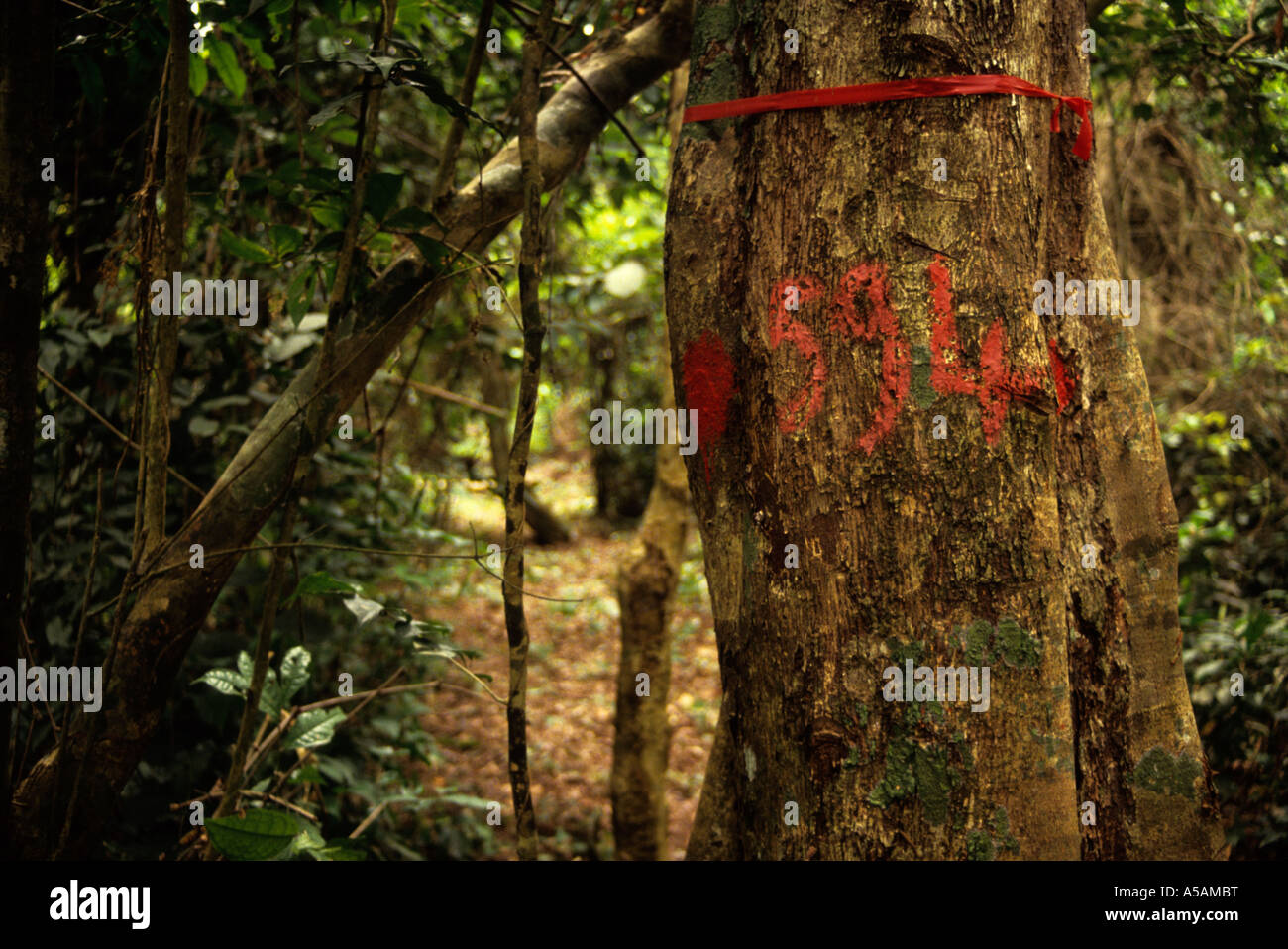 Bossematie foresta nazionale, centrale Costa d'Avorio, Costa d'Avorio. Striscia di inventario che mostra i contrassegni che identificano il legno Foto Stock