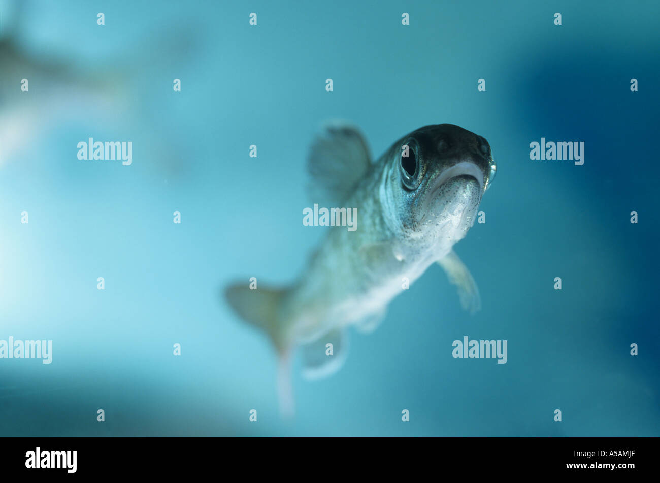 Steelhead giovani salmoni del fiume Capilano Fish Hatchery North Vancouver British Columbia Foto Stock