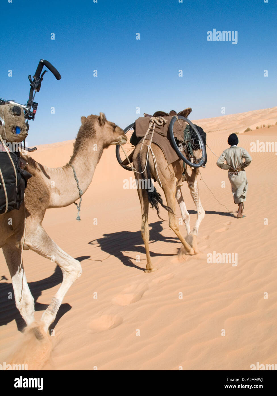 Cammelli trekking attraverso il deserto del Sahara essendo guidato dalla guida Foto Stock