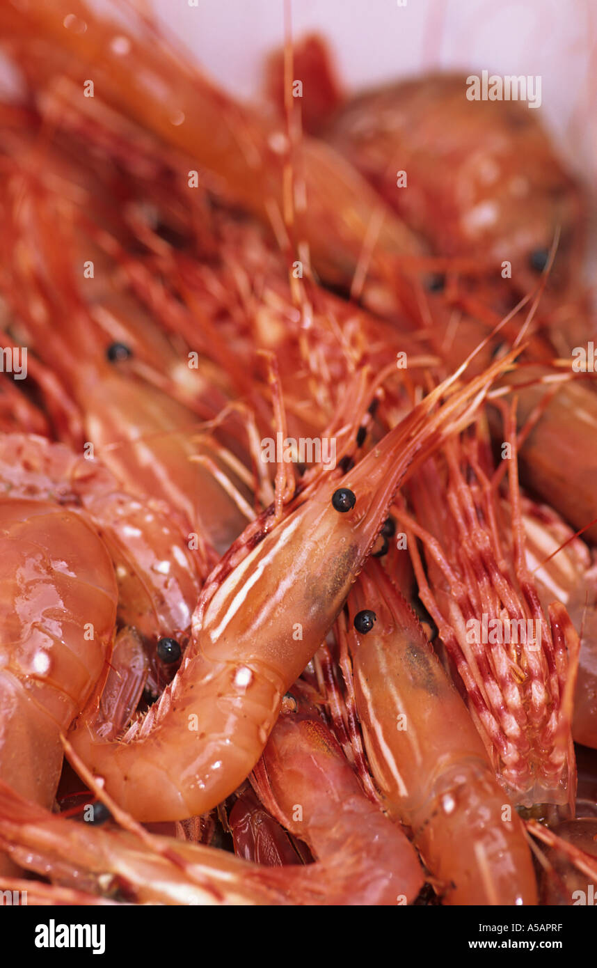 Freschi Scampi spot commerciali off boreale barca ingresso cavaliere della Columbia Britannica Foto Stock