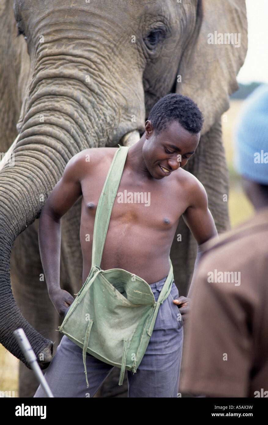 Custode di gioco con elefante, Game Reserve, Imire, Zimbabwe Africa Foto Stock