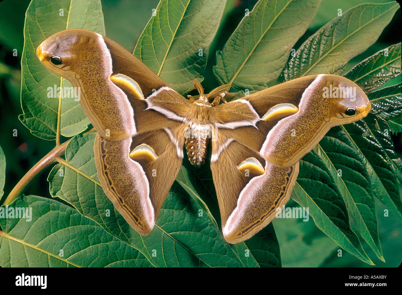 Cynthia Moth Samia cynthia New Jersey Foto Stock