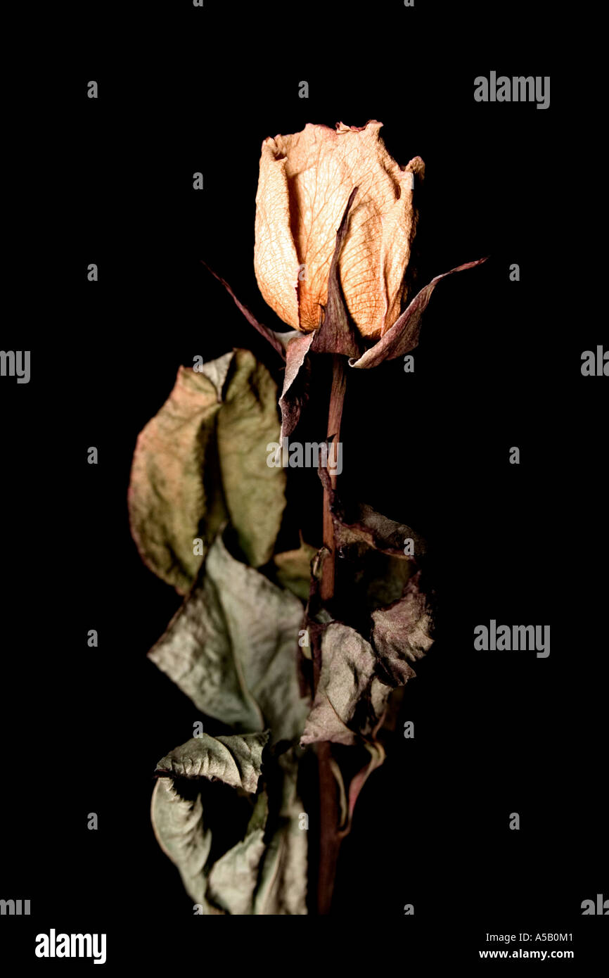 Essiccato rosa gialla Foto Stock