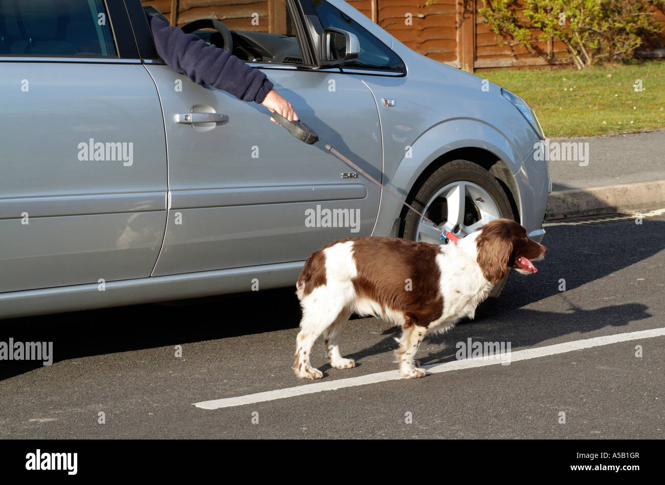 Cane a piedi gli esercizi di proprietario di cane su strada pubblica dal comfort di un automobile Foto Stock