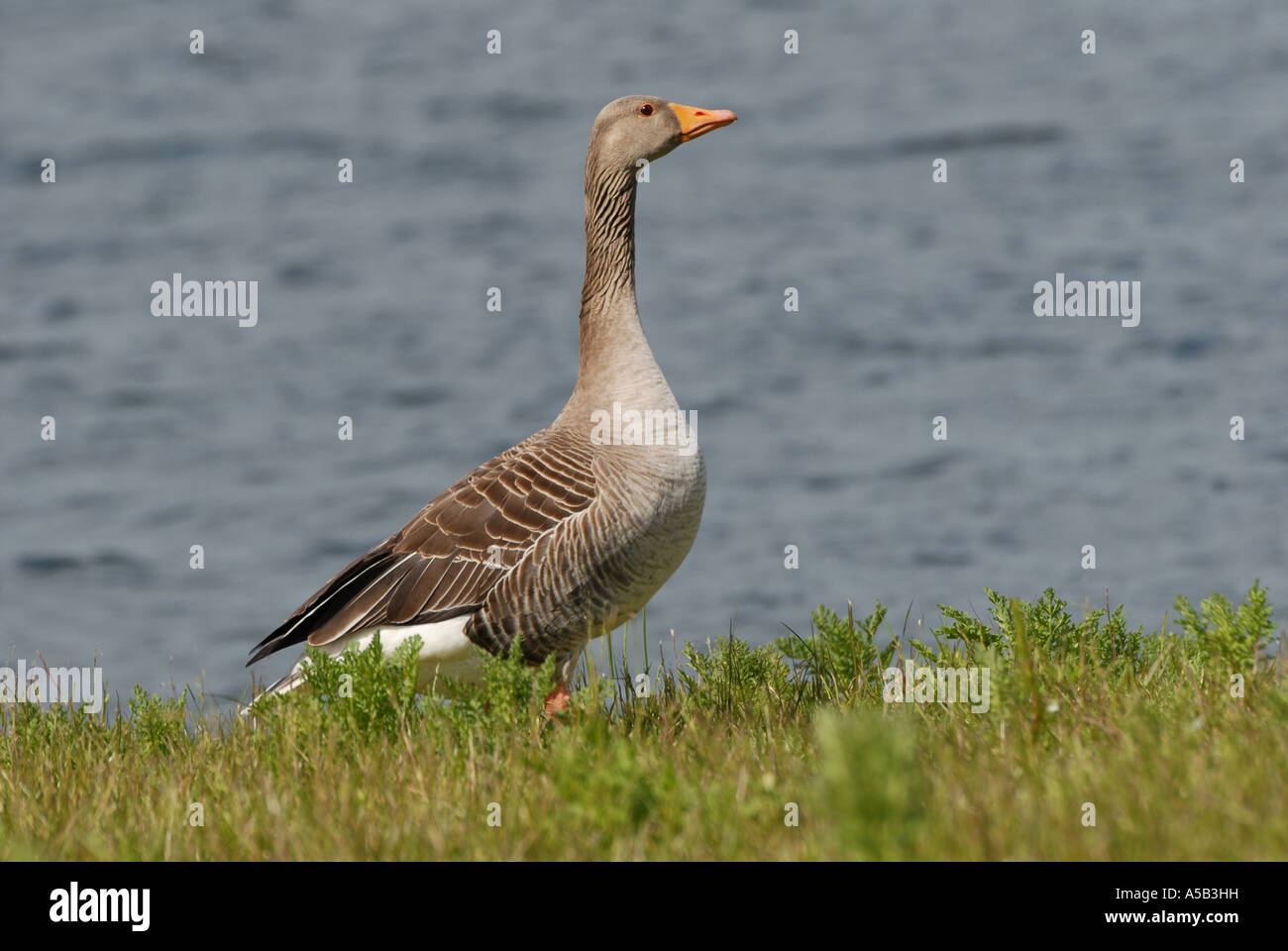 Oca Graylag un ritratto classico Foto Stock