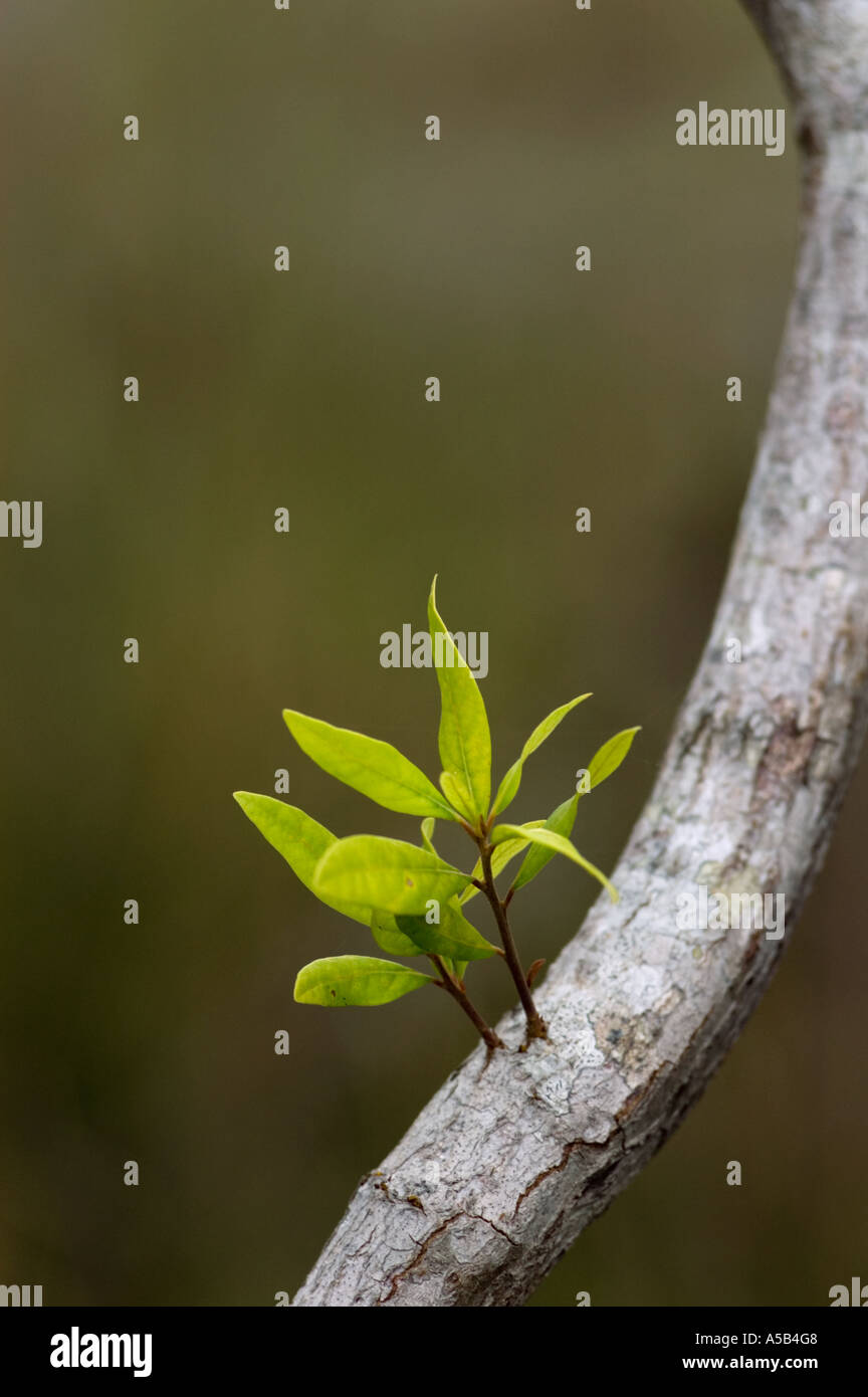 Pond Apple Annona glabra Lascia emergere dal ramo. Parco nazionale delle Everglades, FL Foto Stock