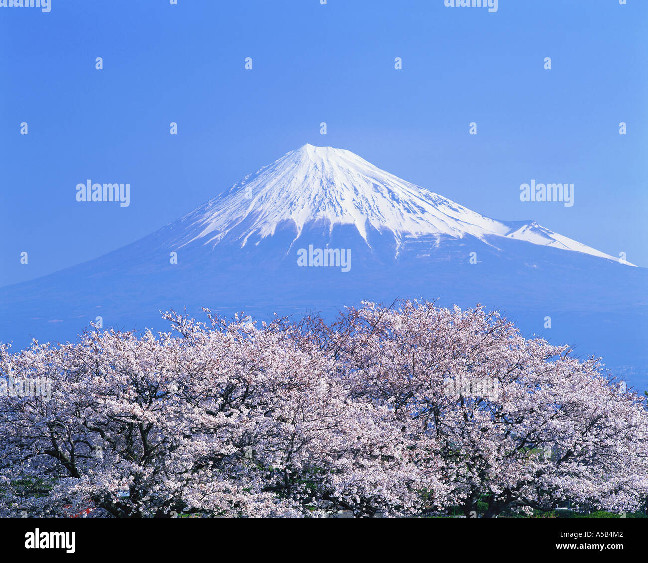 Cherry Blossoms di fronte al Monte Fuji Foto Stock