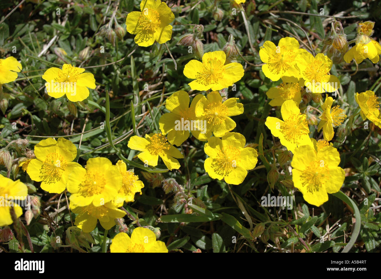 Comune fiori Rock-Rose Foto Stock