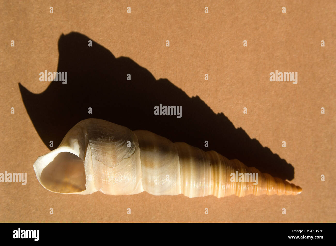 Close-up di shell con ascendente ombra. Foto Stock