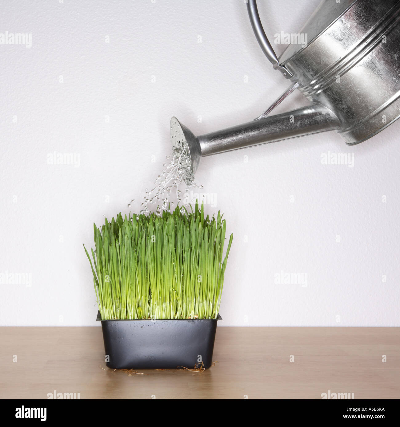 Erba d'innaffiatura Foto Stock