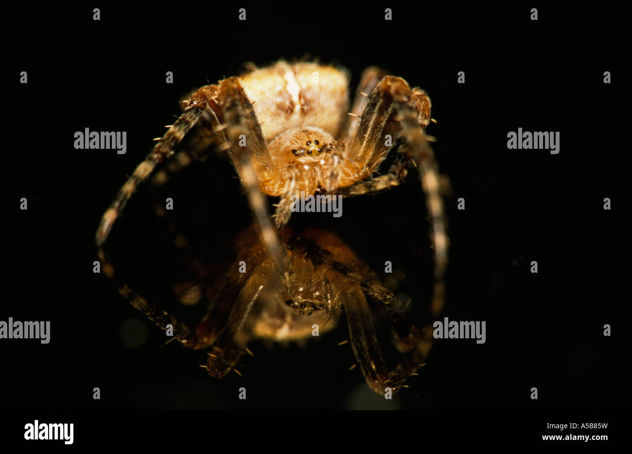 Giardino Spider (Araneus diadematus) nel Regno Unito Foto Stock