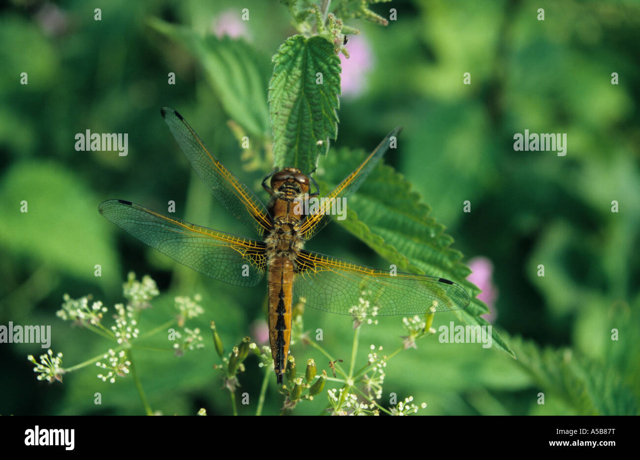 Four-Spotted Libellula (Libellula quadrimaculata) nel Regno Unito Foto Stock