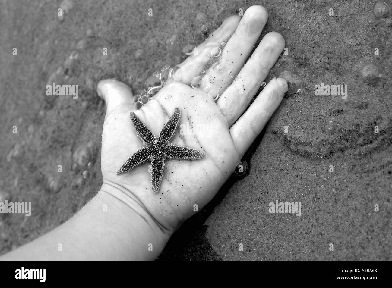 Bambino la mano alla scoperta delle stelle marine. Foto Stock