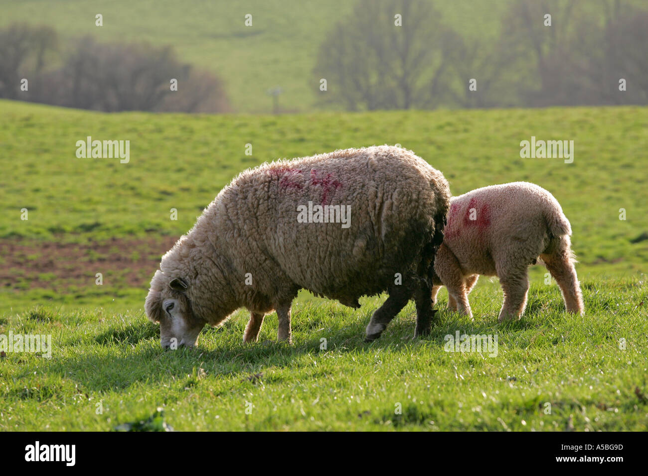 La madre gli ovini e i giovani a molla pascolo di agnello in un lussureggiante verde South Devon prato in una fattoria in Inghilterra UK GB Gran Bretagna Europa Foto Stock