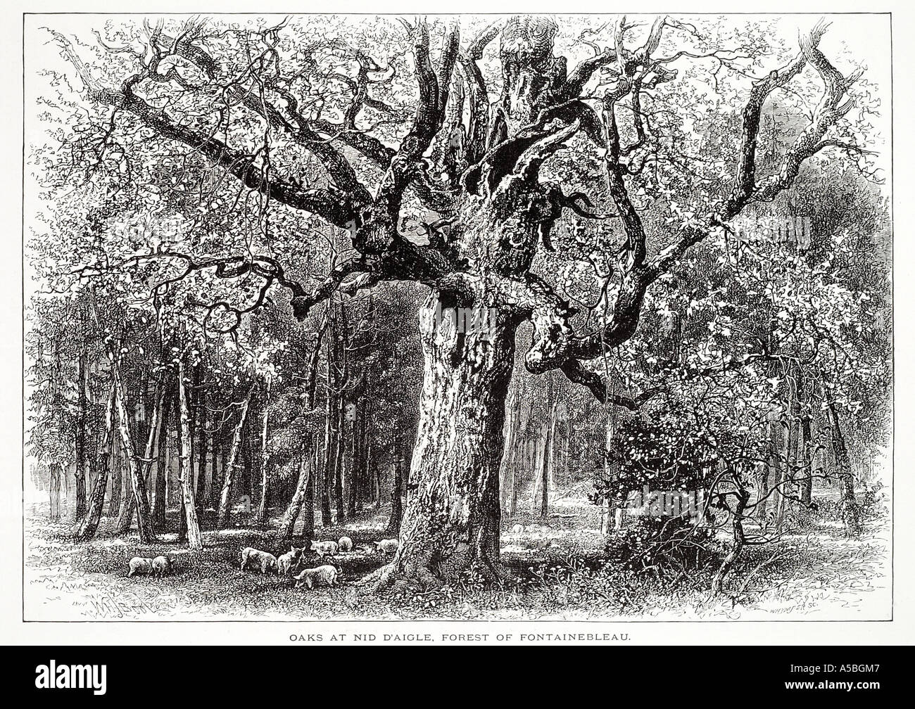 Nid d'aigle Foresta Fontainebleau Ile de France La foresta francese dell albero glade apertura nodose oak maiale selvatico carne di maiale cinghiale pascolano foraggio Foto Stock