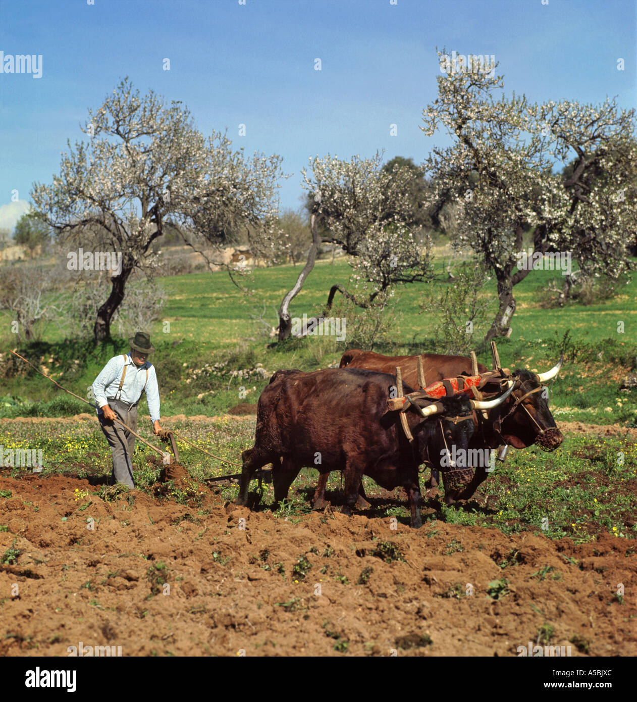 Il Portogallo, Algarve, agricoltore aratura con buoi in modo tradizionale, vicino a Lagos Foto Stock