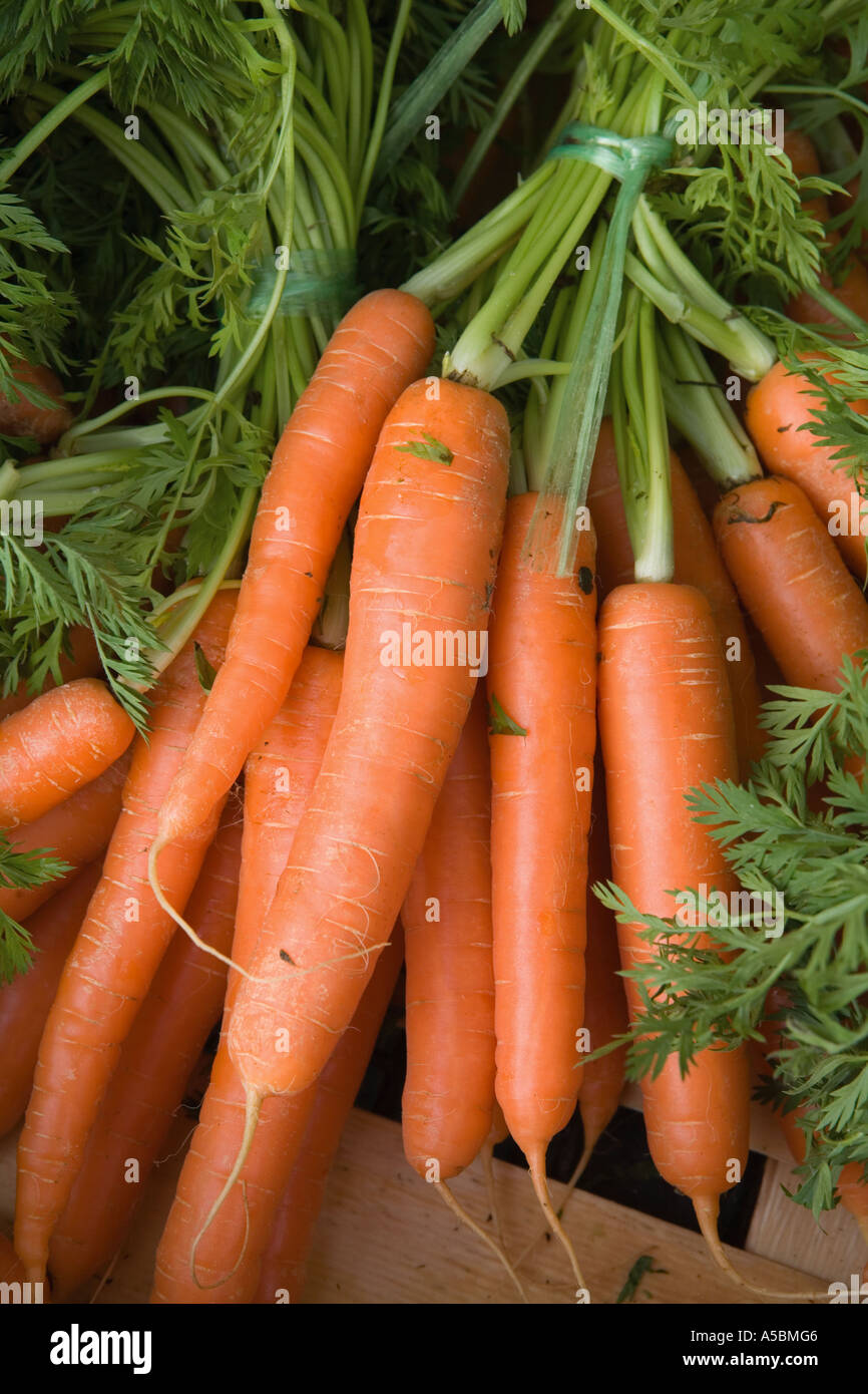 Mazzetto di carote con foglia verde tops Foto Stock