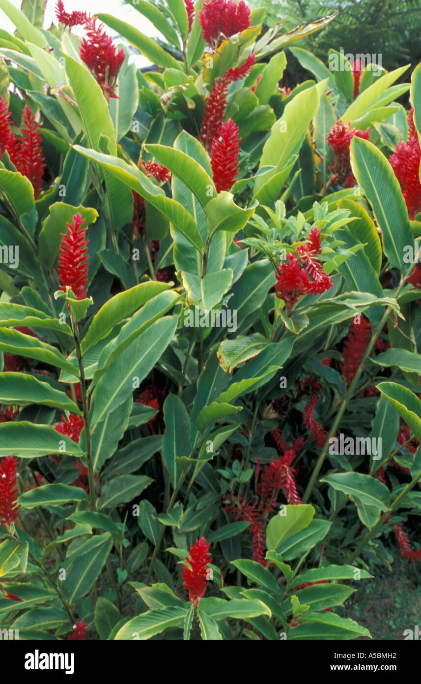 Torcia rosso dei fiori di zenzero Kauai Hawaii Foto Stock